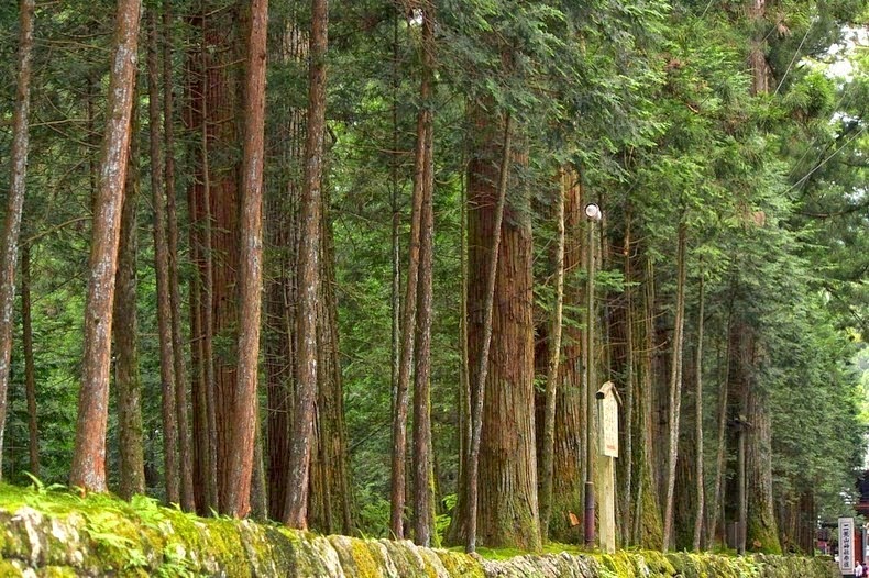 Blognya anak tuban sejati: Jalan dengan Pepohonan Berbaris di Kedua ...